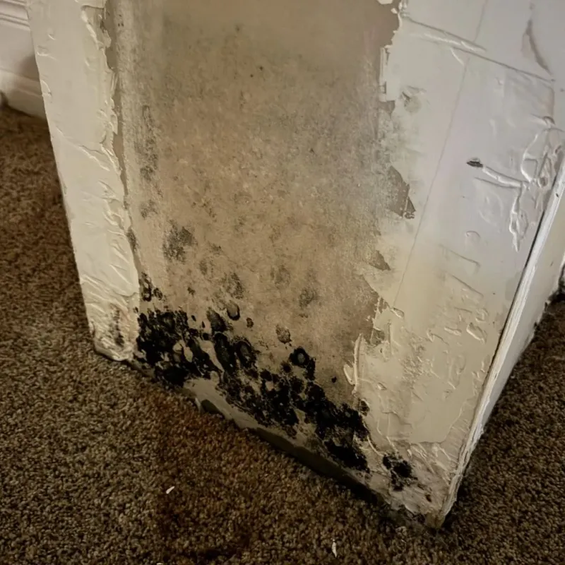 Professional Mold Removal in Brookston, IN
